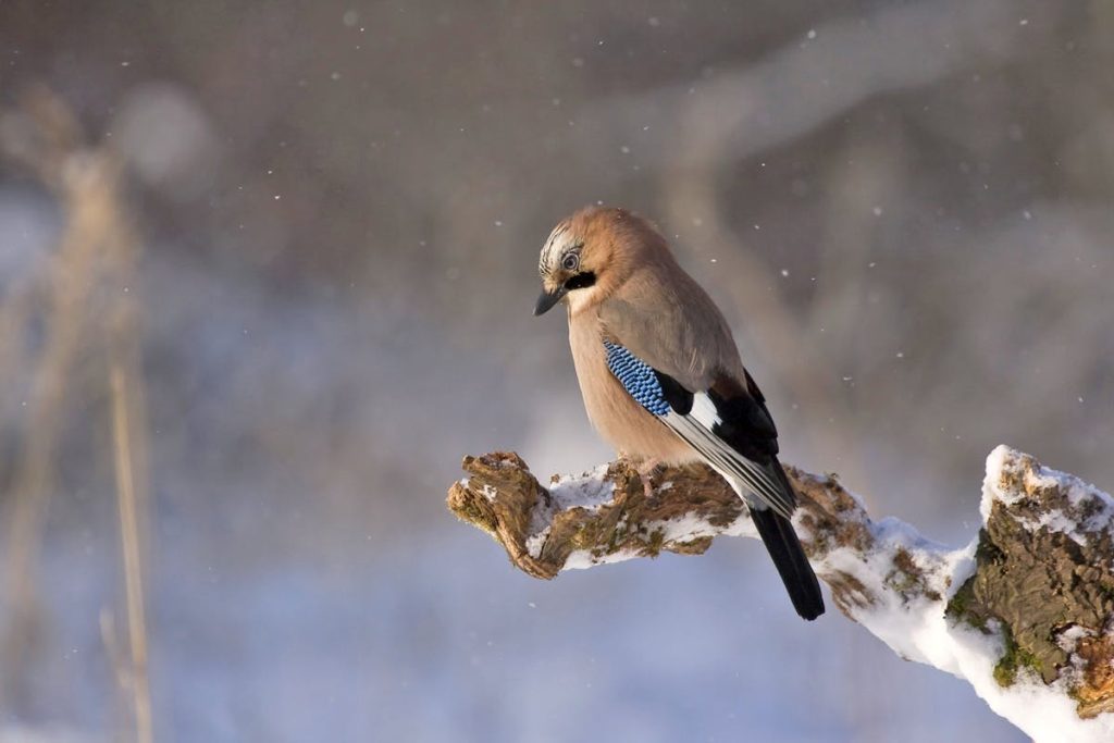 Blue Jay Bird